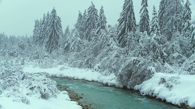 河边的雪树视频素材