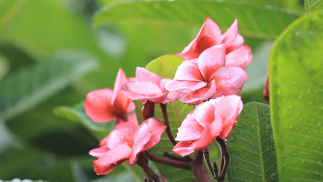 粉色花朵鸡蛋花视频素材