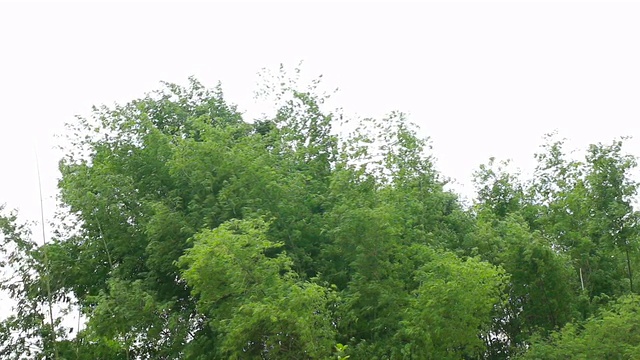 绿竹在暴风雨来临前迎风而行视频素材