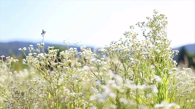 春花满园视频素材