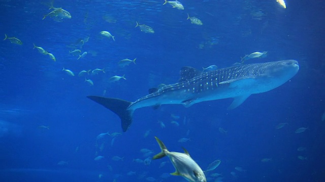 鲸鲨在水族馆游泳视频素材