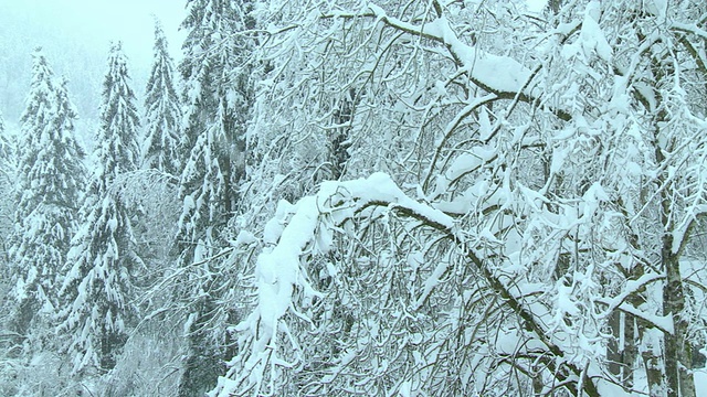 河边下雪视频素材