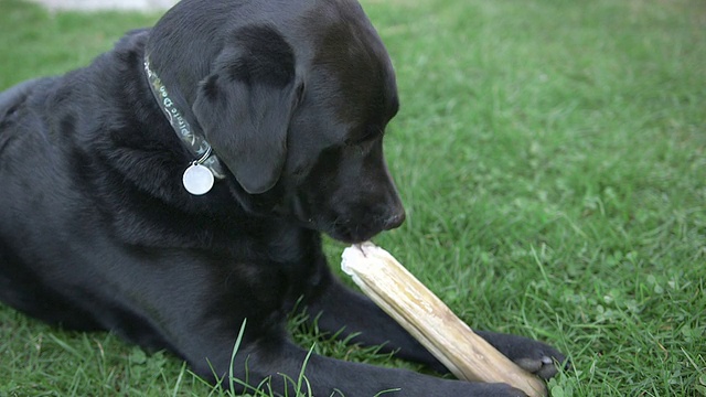 近距离拍摄黑色拉布拉多猎犬在啃骨头视频下载