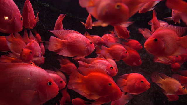 水族箱里的红色鱼视频素材