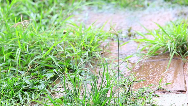 花儿在雨中视频素材