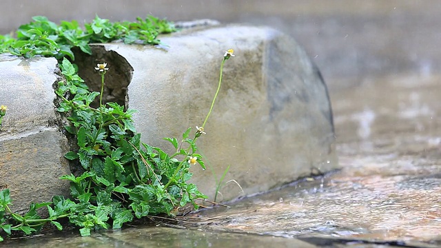 雨中的草花视频素材