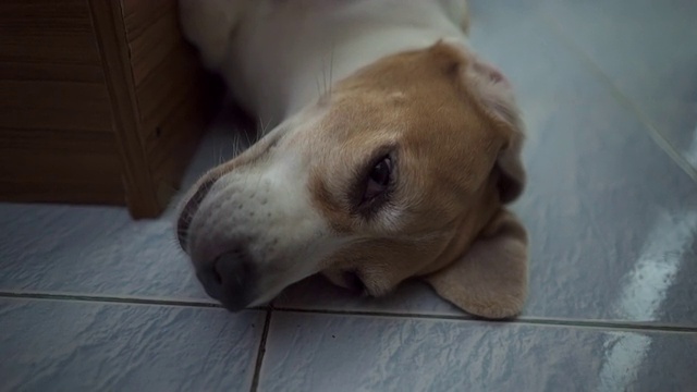 晚上睡觉的有趣的小猎犬视频素材