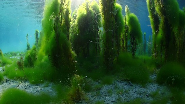 植物视频素材