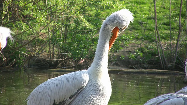 Pelicans(高清)视频下载