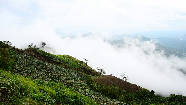 山,雾。/泰国碧差汶省公园府，雨季。视频素材