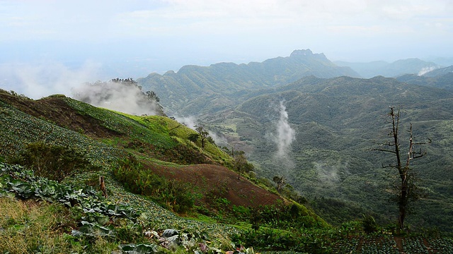 山,雾。/泰国碧差汶省公园府，雨季。视频素材