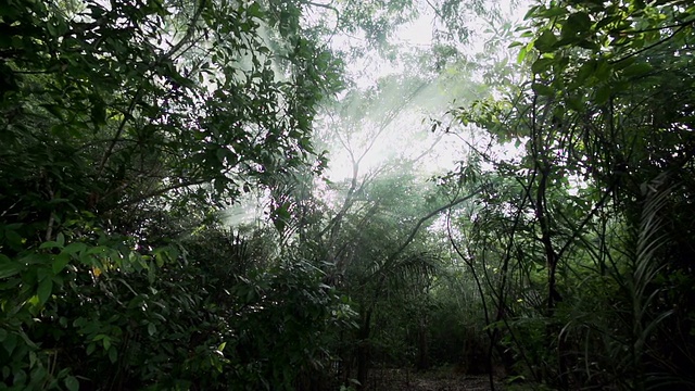 丛林的树木与太阳耀斑视频下载