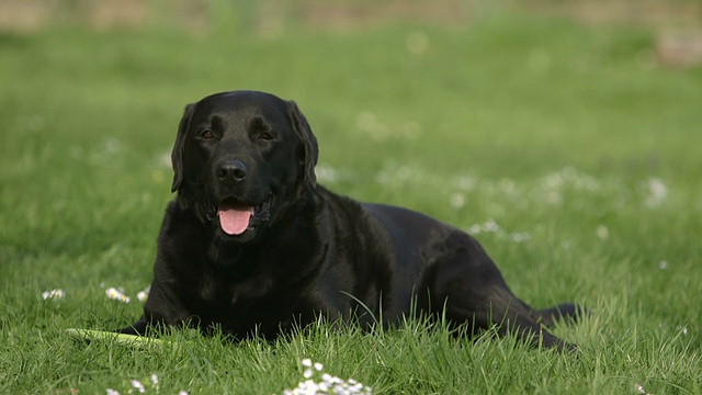 拉布拉多猎犬躺在飞盘上视频素材