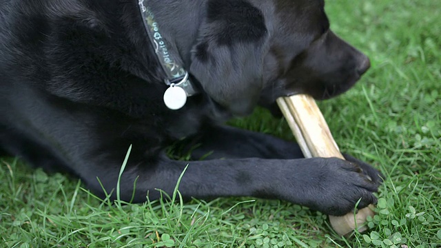 黑色拉布拉多寻回犬咀嚼骨头-特写视频素材