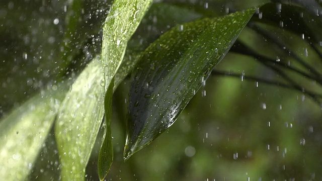 HD超级慢动作:在绿叶上下雨视频购买