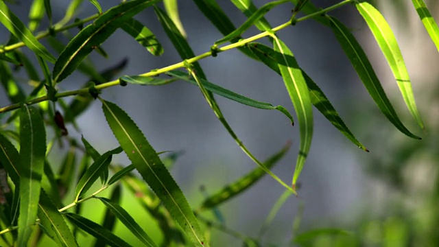 瀑布和绿色植物视频素材