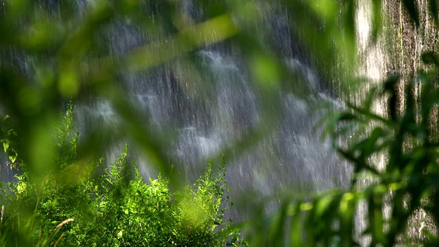 瀑布和绿色植物视频素材