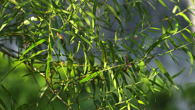 瀑布和绿色植物视频素材