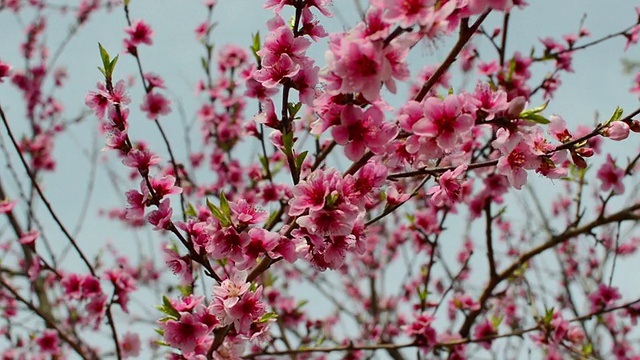 桃树开花视频素材