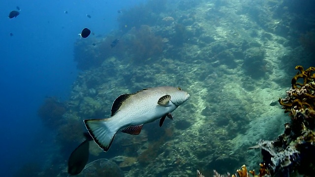 石斑鱼和Tiriggerfish视频素材