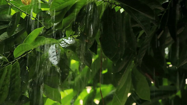 降雨。视频素材