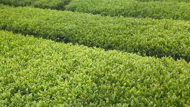 天然绿茶植物视频素材