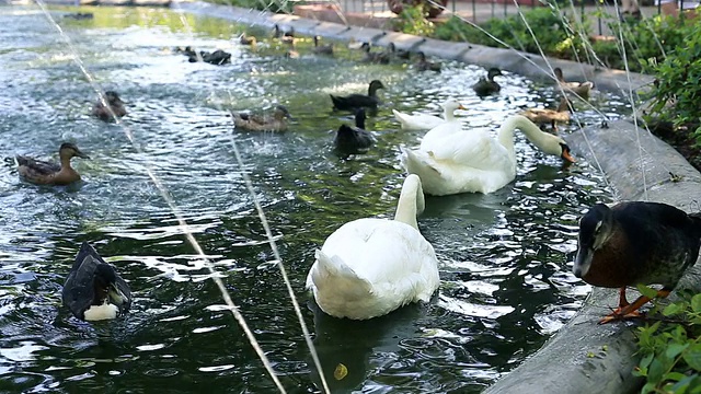 天鹅和鸭子在池塘里视频素材