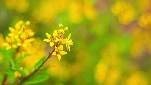 美丽的油菜领域视频素材