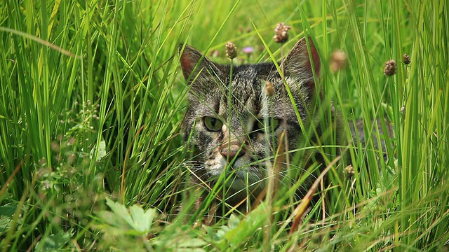 草里的猫，刮风的天气视频下载