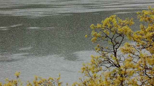 雨落在湖面上视频素材