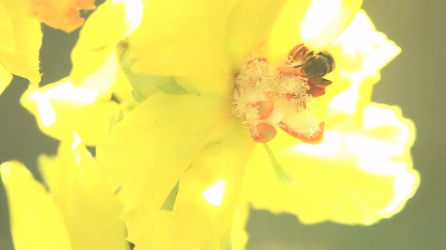 蜜蜂在黄花上(三视频素材