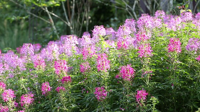 花蜘蛛视频素材