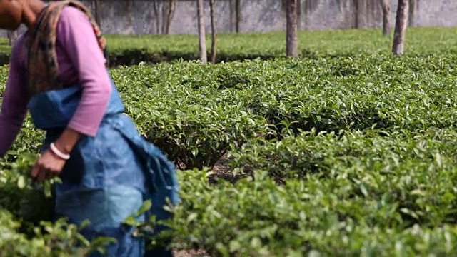 在印度西里古里附近的茶园采摘茶叶的妇女视频素材