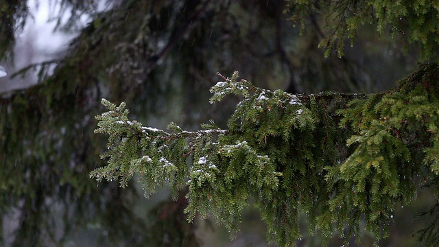 积雪盖顶的松树枝视频素材