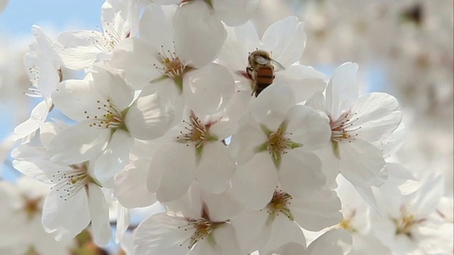 野生蜜蜂视频素材