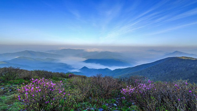 以杜鹃花观赏太白山视频素材