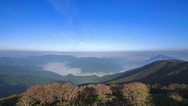 以杜鹃花观赏太白山视频素材