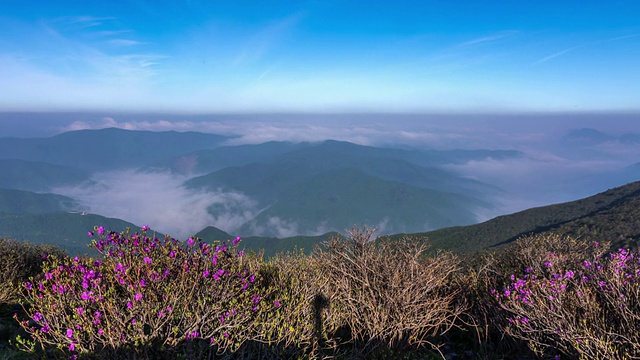 以杜鹃花观赏太白山视频素材