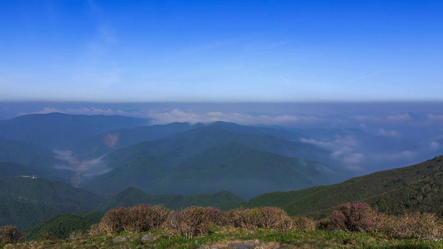 以杜鹃花观赏太白山视频素材