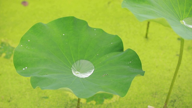 滴荷叶视频素材