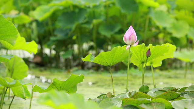 雨落在绿色的荷叶上视频素材