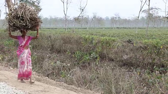 印度大吉岭西里古里的乡村生活视频素材