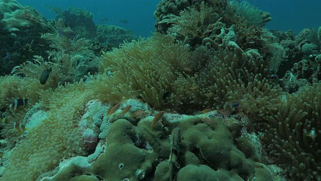 克拉克海葵鱼藏在印度洋海底的海葵中视频素材