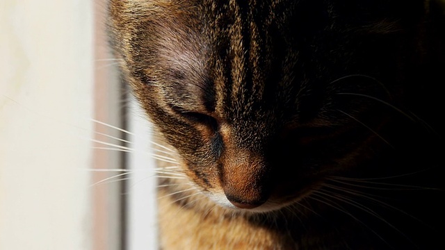 沉睡的猫视频素材