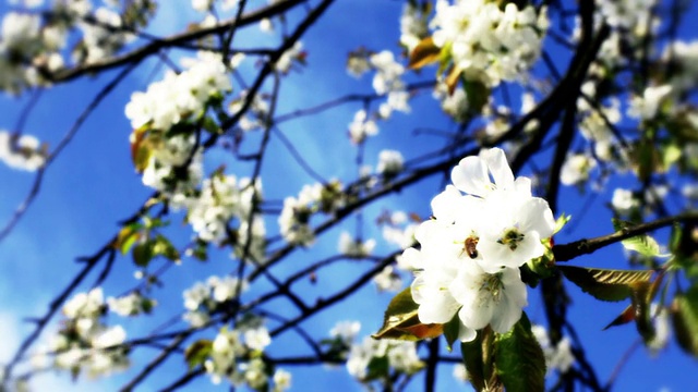 蜜蜂和樱花视频下载