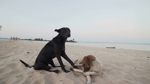 海滩上的两只狗视频下载