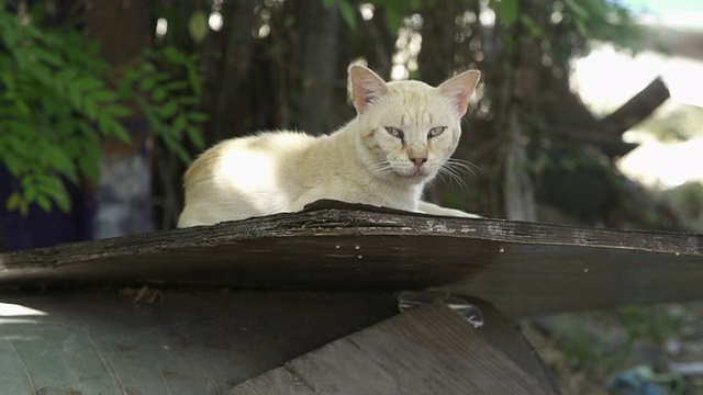 猫视频下载