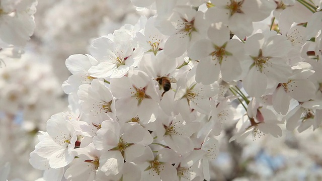 蜜蜂宏视频素材