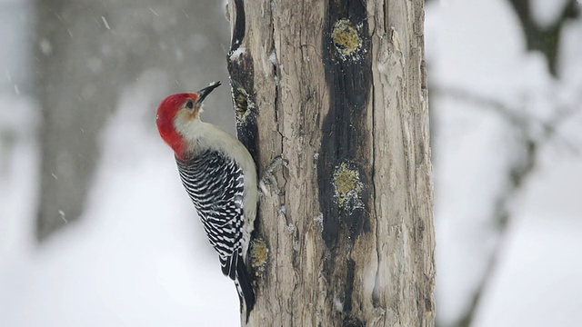 雄性红腹啄木鸟(Centurus carolinus)从木制喂食器的洞中提取自制的板油块/瓦尔帕莱索，美国印第安纳州视频素材