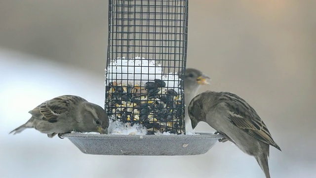 美国印第安纳州瓦尔帕莱索的家麻雀(Passer domesticus)在清晨吃种子视频素材